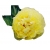 Nasiona Piwonia żółta szt.2 N72